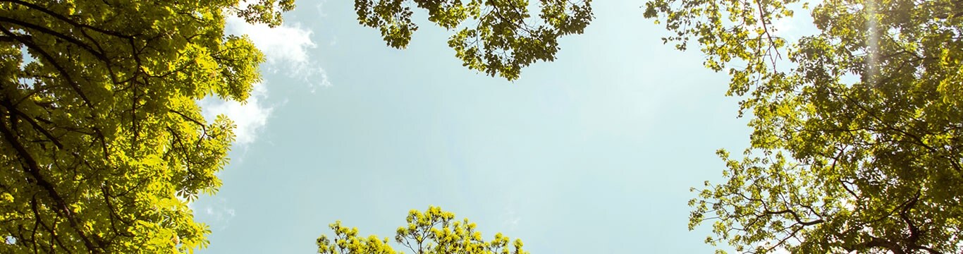 A forest of trees with the glare of the sun in the middle