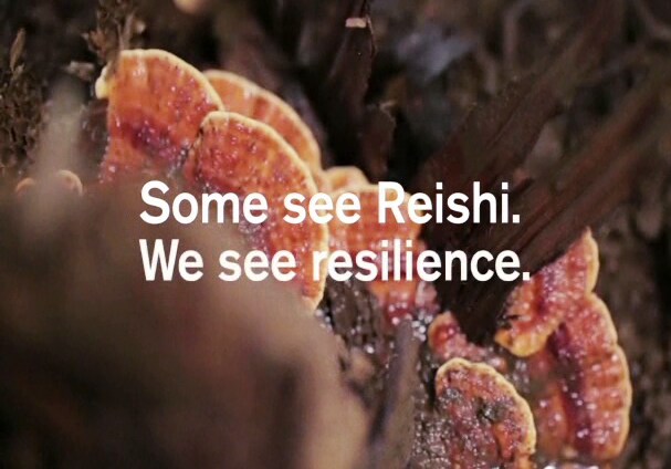 Click on video to demonstrates about Discover mega mushroom skin relief