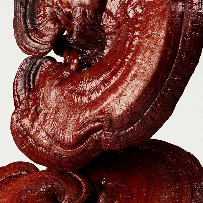 reishi