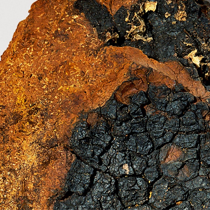fermented chaga