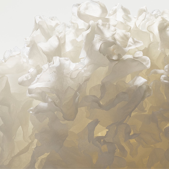 TREMELLA