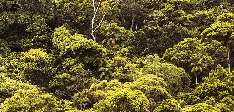 forest