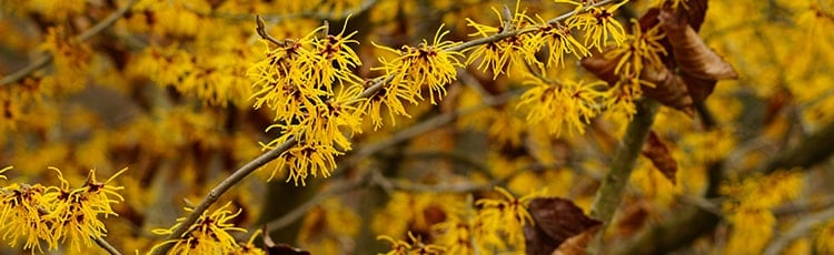 small yellow flowers on branches