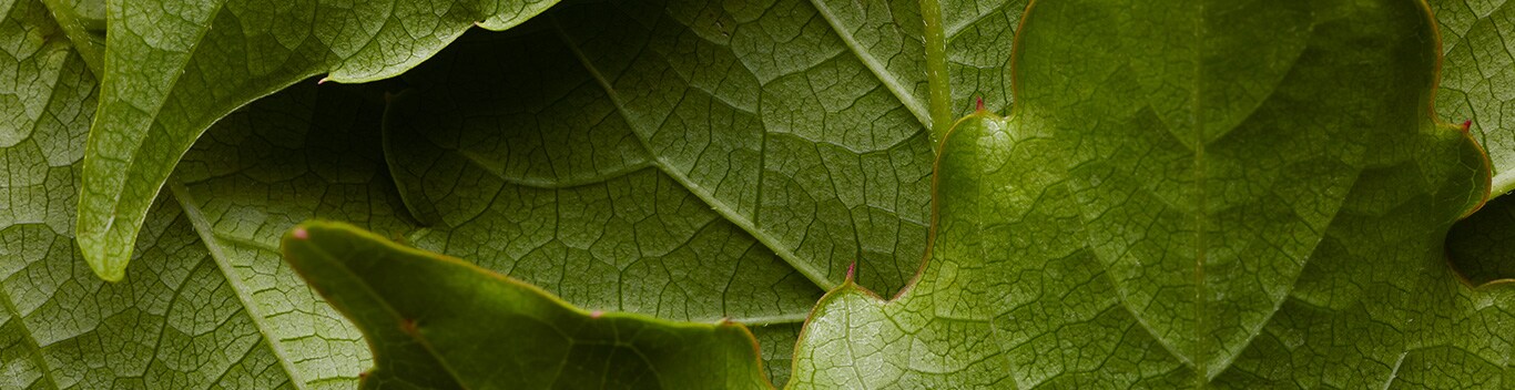 /media/export/cms/offers/services/desktop/Services-loyalty-leaves.jpg