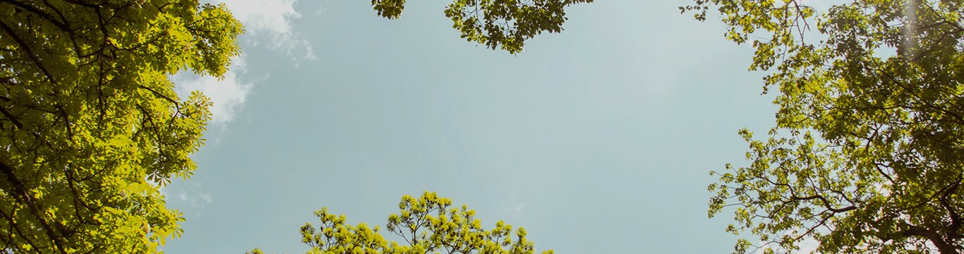 view looking up at blue skies with trees on the edge