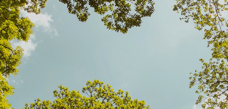 view looking up at blue skies with trees on the edge
