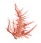 Red Algae