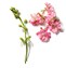 Willowherb
